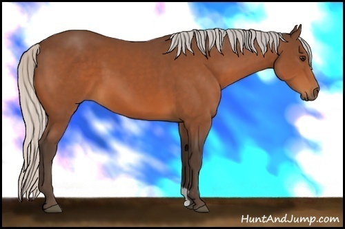 Horse Color:Silver Bay 