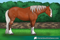 Horse Color:Silver Bay 
