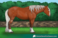 Horse Color:Silver Bay 