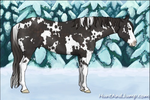 Horse Color:White Spotted Liver Chestnut Splash 