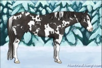 Horse Color:White Spotted Liver Chestnut Splash 