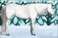 Horse Color:Brown Roan Appaloosa 