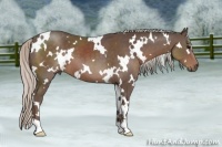 Horse Color:White Spotted Silver Black 