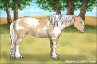 Horse Color:White Spotted Silver Classic Champagne 