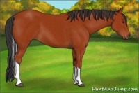 Horse Color:Unknown 