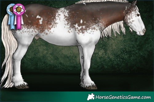 Horse Color:White Spotted Liver Chestnut Mushroom