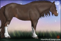 Horse Color:Liver Chestnut 