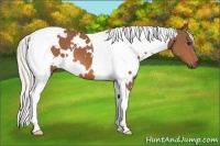 Horse Color:White Spotted Silver Bay Tobiano 
