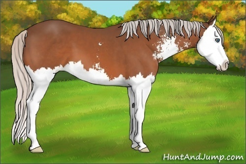 Horse Color:Silver Bay Sabino Splash 
