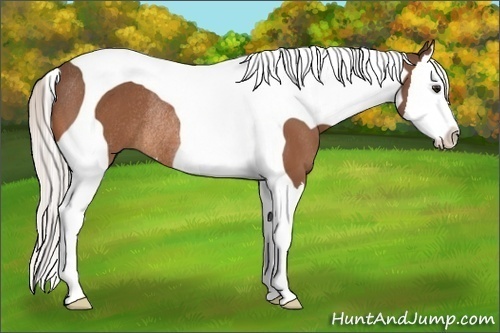 Horse Color:Silver Bay Splash Tobiano Rabicano 