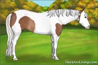 Horse Color:Silver Bay Splash Tobiano Rabicano 