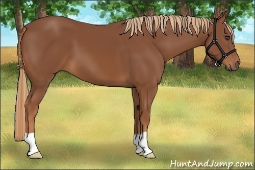 Horse Color:Unknown 