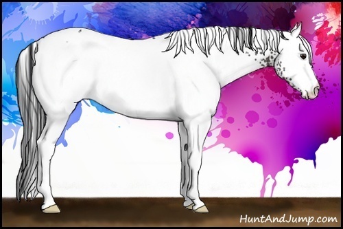 Horse Color:White Spotted Black