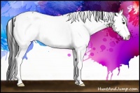 Horse Color:White Spotted Black