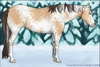 Horse Color:White Spotted Amber Champagne 
