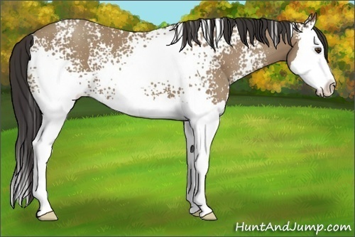 Horse Color:White Spotted Classic Champagne Splash 