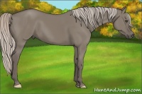 Horse Color:Silver Grullo