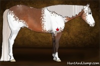 Horse Color:White Spotted Silver Brown