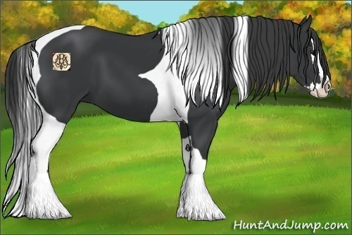 Horse Color:Black Splash Tobiano