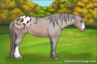 Horse Color:Bay Appaloosa 
