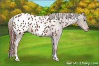 Horse Color:Red Roan Appaloosa 