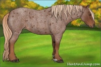 Horse Color:Red Roan