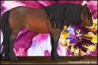 Horse Color:Bay Roan 