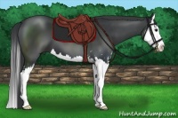 Horse Color:Black Sabino Splash 