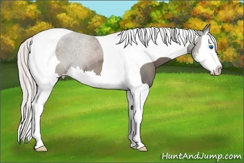 Horse Color:Silver Black Sabino Splash Tobiano 
