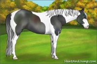Horse Color:Black Sabino Tobiano 