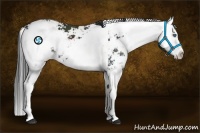Horse Color:Black Sabino Splash 