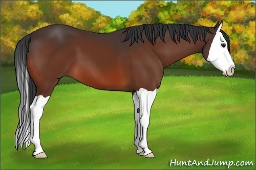 Horse Color:Bay Splash 