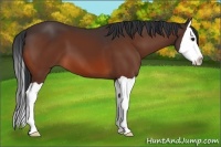 Horse Color:Bay Splash