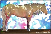 Horse Color:White Spotted Chocolate Palomino Sabino 