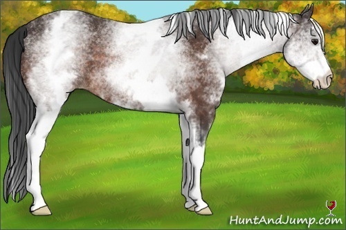 Horse Color:White Spotted Bay Rabicano 