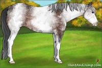 Horse Color:White Spotted Bay Rabicano