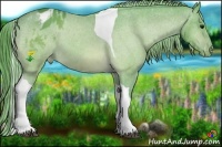 Horse Color:Watercolor Bay Tobiano Appaloosa 