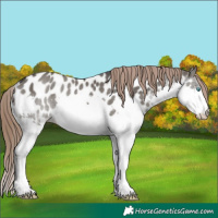 Horse Color:Grullo Splash Near Leopard Rabicano 