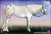 Horse Color:Chestnut Splash Appaloosa 