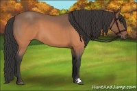 Horse Color:Buckskin Roan