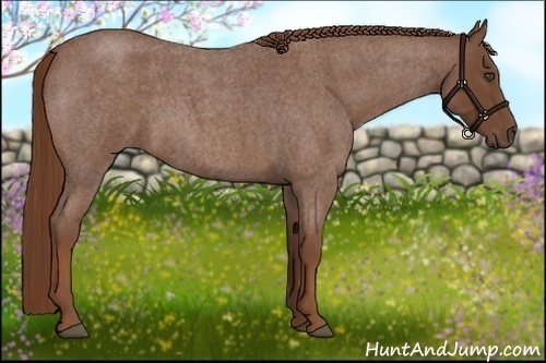 Horse Color:Red Roan