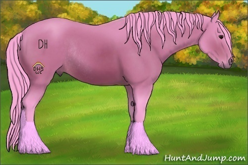 Horse Color:Watercolor Bay Rabicano 