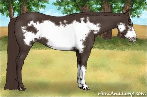 Horse Color:Liver Chestnut Frame 