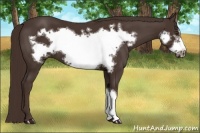 Horse Color:Liver Chestnut Frame 