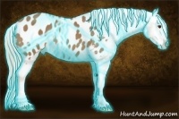 Horse Color:Thunderstruck Palomino Appaloosa 