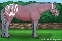 Horse Color:Watercolor Bay Appaloosa 