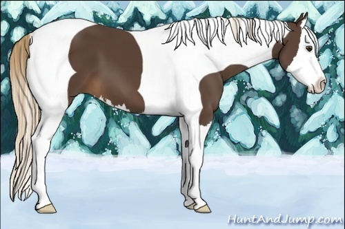 Horse Color:Liver Chestnut Splash Tobiano