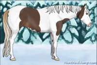 Horse Color:Liver Chestnut Splash Tobiano 