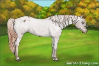 Horse Color:Red Roan Varnish 