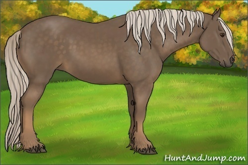 Horse Color:Chocolate Palomino 